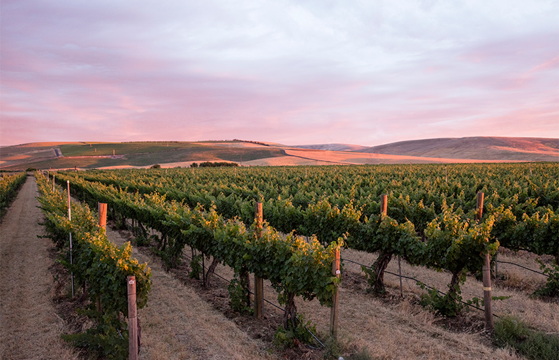 Seven Hills Winery