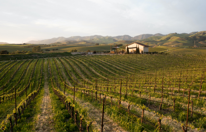 Chamisal Vineyards