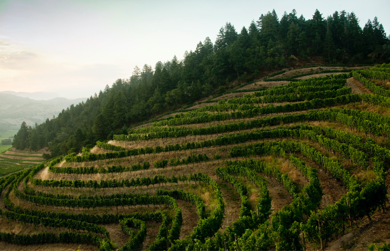 Pine Ridge Vineyards