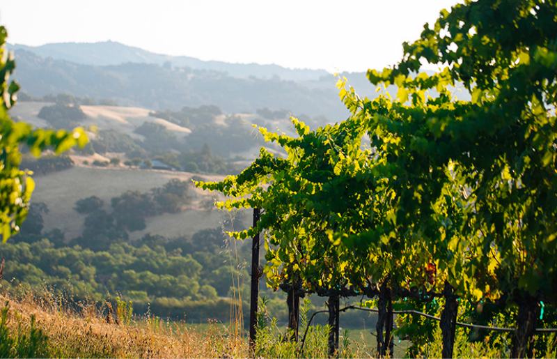 Seghesio Family Vineyards