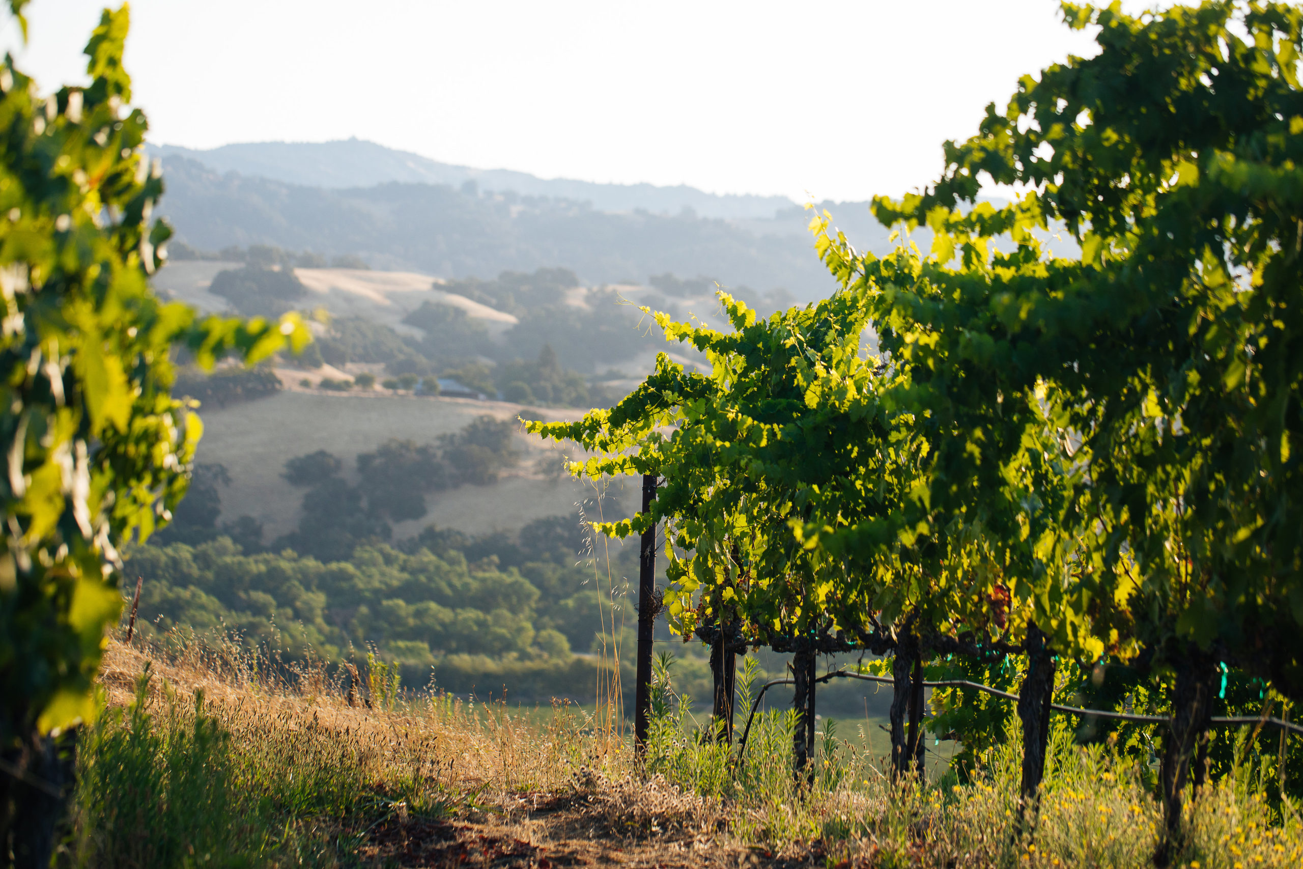 Rattlesnake Seghesio Family Vineyards