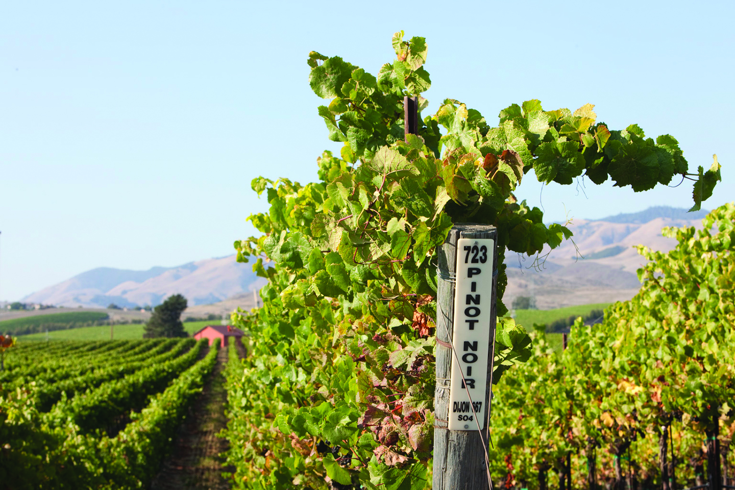 Chamisal Vineyards Pinot Noir Block